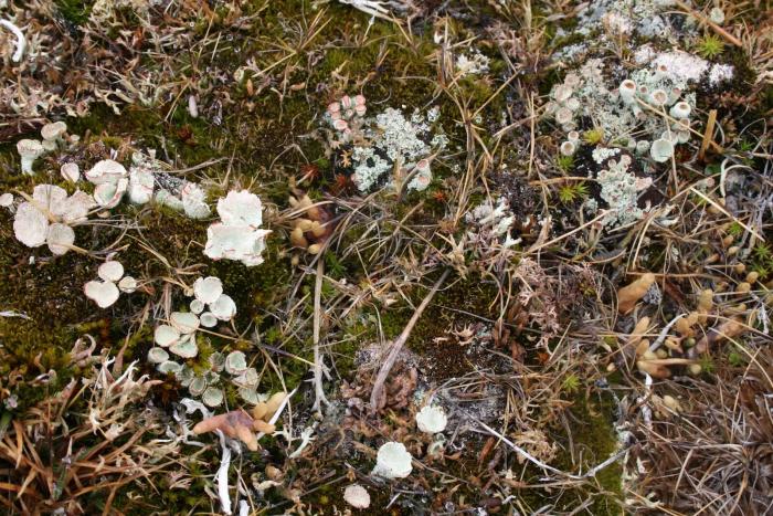 Figure 3. Shrubs, lichens, and graminoids in a dry polygon rim in Utqiaġvik during the summer. Photo courtesy of Donatella Zona, San Diego State University. 