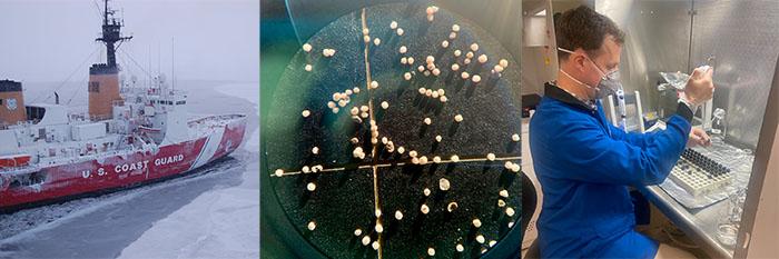 Figure 2. A record of the past Bering Land Bridge in three steps. Left: Sediment cores were collected from the bottom of the Arctic Ocean on the US Coast Guard icebreaker Polar Star in 1994. Photo courtesy of US Coast Guard. Center: The sediments are composed of thousands of microscopic rounded fossils created by zooplankton that preserve nitrogen from the time when they lived. Photo courtesy of Jesse Farmer. Right: The fossil nitrogen is extracted and its nitrogen-15 ratio measured using chemical technique