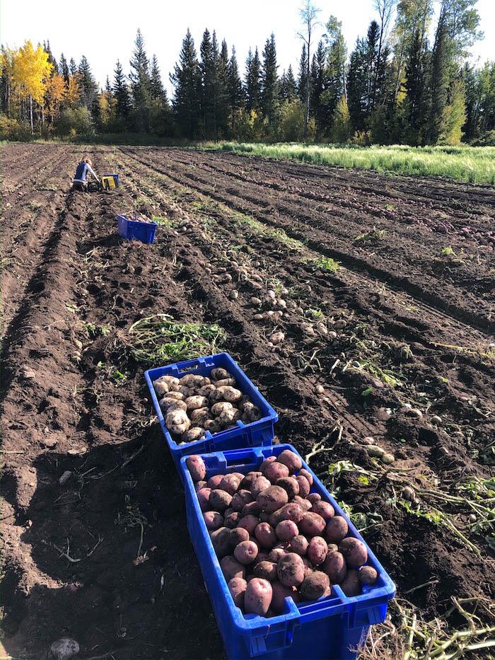 Figure 1. Author helping harvest potatoes for Ridgeline Enterprises in Hay River, NWT. This field is part of Greg Haist's 12-acre farm. Haist produces about 10,000 pounds of potatoes a year and sells them in Northwest Territories' markets. Photo courtesy of Austin Price.