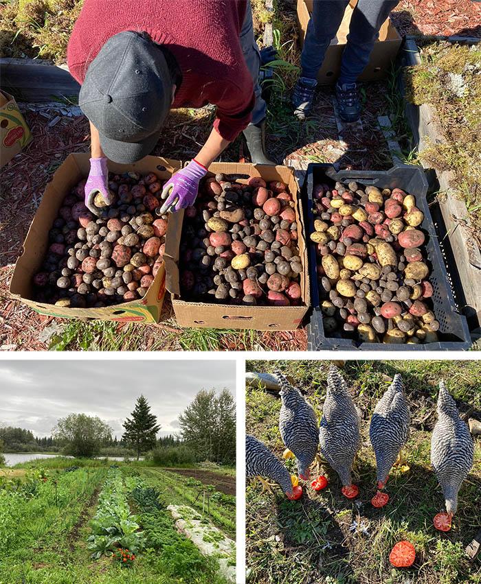 Figure 4. Photos from Sambaa K'e in Canada's Northwest Territories, where Sambaa K'e First Nation maintains both a robust traditional food system and a garden with a huge variety of fresh produce. Women pull the first harvest of potatoes and distribute them to members of Sambaa K'e First Nation (top); rows of vegetables in Sambaa K'e, including cabbages, kales and onions (below left); and laying hens get an afternoon snack of overripe tomatoes in Sambaa K'e (right). Photos courtesy of Mindy Jewell Price.