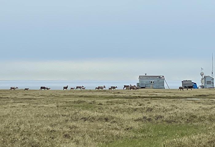 Figure 1. Caribou migrating next to the Teshekpuk Lake Observatory cabin, July 2023 as seen on our way back from a research site. Photo courtesy of Melissa Ward Jones.