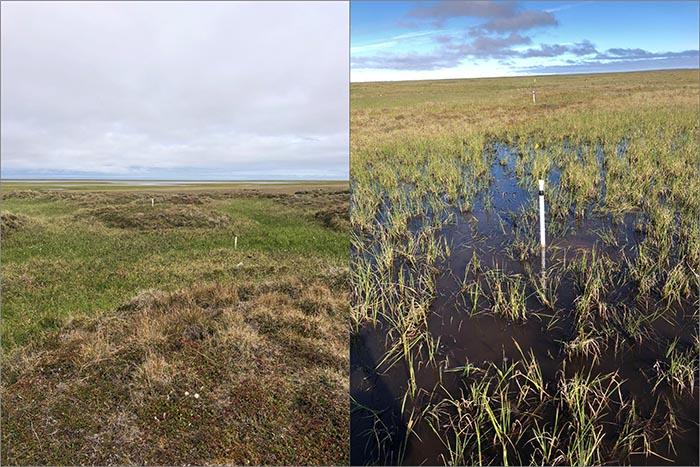 Figure 3. On left, markers for ground temperature loggers and soil collars for carbon dioxide and methane flux measurements in high centered polygon system at TLO. Note the differences in vegetation (greenness and species) between the trough and polygon center. On right, temperature loggers positioned in water-filled low-centered polygons (foreground) and on a polygon rim in the distance. These loggers will measure ground temperature year-round at 0.15 m and 1 m depths. Photos courtesy of Melissa Ward Jones.