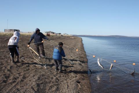 Pulling a setnet, Sisaulik, Kotzebue Sound. June 10, 2010 (Photo Credit: Katie Marden) Pulling a setnet, Sisaulik, Kotzebue Sound. June 10, 2010 (Photo Credit: Katie Marden)