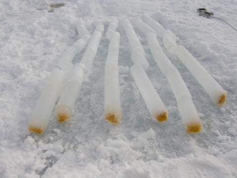 Algae growing on the underside of sea ice is visible in ice cores. (Credit: S. Carpenter) Algae growing on the underside of sea ice is visible in ice cores. (Credit: S. Carpenter)
