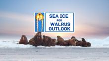 The Sea Ice for Walrus Outlook Releases Short Film to Celebrate its 15th Season The Sea Ice for Walrus Outlook Releases Short Film to Celebrate its 15th Season