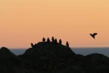 Least auklets at sunset. Kitnkik, east of Savoonga, St. Lawrence Island, Alaska. Photo by Lisa Sheffield Guy. Least auklets at sunset. Kitnkik, east of Savoonga, St. Lawrence Island, Alaska. Photo by Lisa Sheffield Guy.