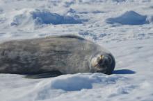 A Weddell seal pup sleeps on the ice.