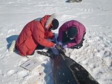 Dr. Jennifer Burns and Alex Eilers tag a Weddell seal near McMurdo Station, Antarctica.
