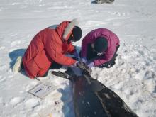 Dr. Jennifer Burns and Alex Eilers tag a Weddell seal near McMurdo Station, Antarctica. Dr. Jennifer Burns and Alex Eilers tag a Weddell seal near McMurdo Station, Antarctica.