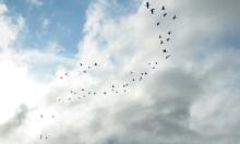 Photo by Nina Faust, Kachemak Crane Watch Photo by Nina Faust, Kachemak Crane Watch