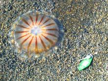 Jellyfish on the beach near Barrow, Alaska