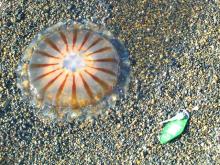 A jellyfish on the beach near Barrow, Alaska. Photo by Misty Nikula-Ohlsen. Jellyfish on the beach near Barrow, Alaska
