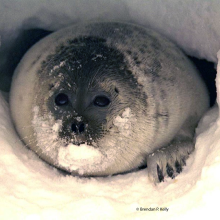 Ringed Seal, Photo by: Brendan P. Kelly