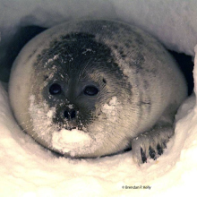 Ringed Seal, Photo by: Brendan P. Kelly Ringed Seal, Photo by: Brendan P. Kelly
