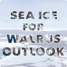 2023 Sea Ice for Walrus Outlook Partners Workshop Report Available