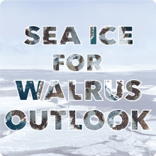 2023 Sea Ice for Walrus Outlook Partners Workshop Report Available 2023 Sea Ice for Walrus Outlook Partners Workshop Report Available
