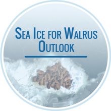 Sea Ice for Walrus Outlook Sea Ice for Walrus Outlook