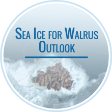 Sea Ice for Walrus Outlook Season Begins