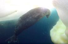 Underwater Encounter with Weddell Seals Underwater Encounter with Weddell Seals