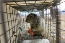 An Arctic ground squirrel eating a carrot in a cage. Photo by Andre Wille.