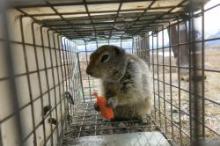An Arctic ground squirrel eating a carrot in a cage. Photo by Andre Wille. An Arctic ground squirrel eating a carrot in a cage. Photo by Andre Wille.
