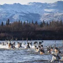 Caribou from the Western Arctic Herd crossing the Kobuk River, within Kobuk Valley National Park, northwest Alaska, on their southward fall migration. Image courtesy of Kyle Joly, National Park Service.