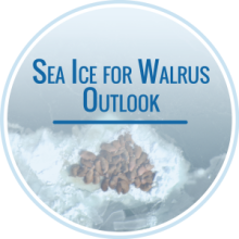 Image has the text "Sea Ice for Walrus Outlook" on a background photo of walrus resting on ice 