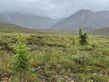 Figure 1. White spruce (Picea glauca) seedlings colonizing Arctic tundra in the Alaskan Brooks Range. Rising temperatures are making it possible for trees and shrubs to grow larger and colonize Arctic tundra along parts of the cool, northern margins of the boreal forest. Photo courtesy of Logan Berner.