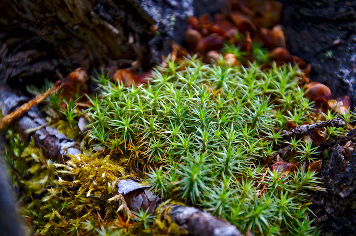 Polytrichum moss. Sometimes called “Goldilocks” or “Haircap Moss.” Photo courtesy of Hannah Holland-Moritz.