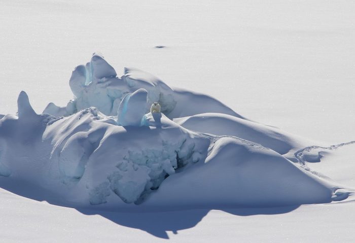 Image 3. A polar bear is perched on a thick chunk of sea ice north of Greenland in March 2016. These thicker, older pieces of sea ice don’t fully protect the larger region from losing its summer ice cover. Photo courtesy  of Kristin Laidre, University of Washington.