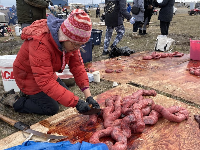 Figure 2. Kugo cutting whale intestines with an uluaq. Photo courtesy of Y. Kugo.