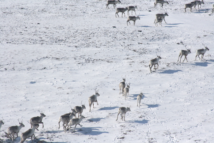 Figure 1. Western Arctic Herd caribou on their northward, spring migration in northwest Alaska. Image courtesy of Kyle Joly, National Park Service.