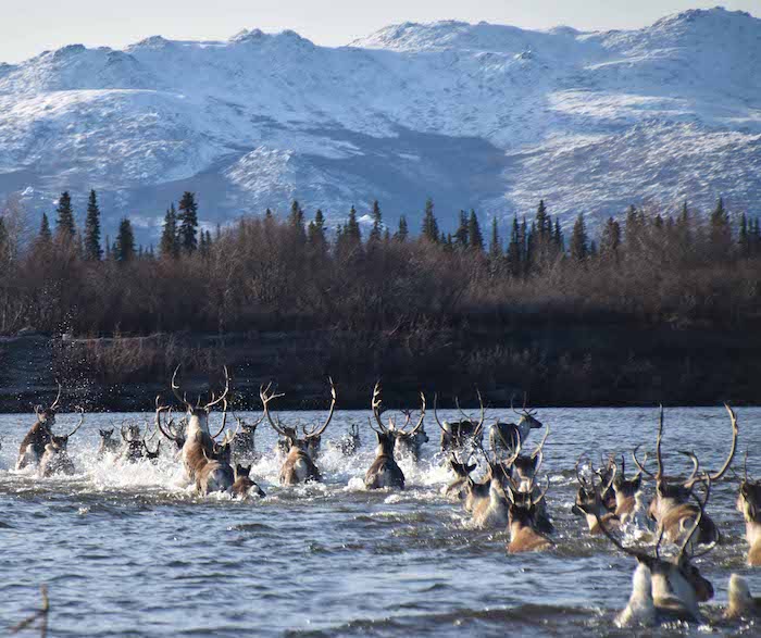 Figure 2. Caribou from the Western Arctic Herd crossing the Kobuk River, within Kobuk Valley National Park, northwest Alaska, on their southward fall migration. Image courtesy of Kyle Joly, National Park Service.