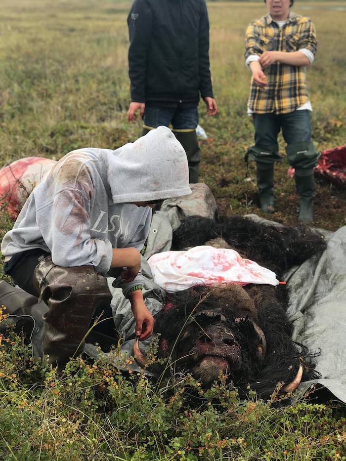 Figure 2. Kigiqtamiut Inupiat hunter paying respect and thanking the musk ox for feeding his family near Nigiitchiak, Alaska. Photo courtesy of Dennis Davis, all rights reserved, do not reprint without permission.
