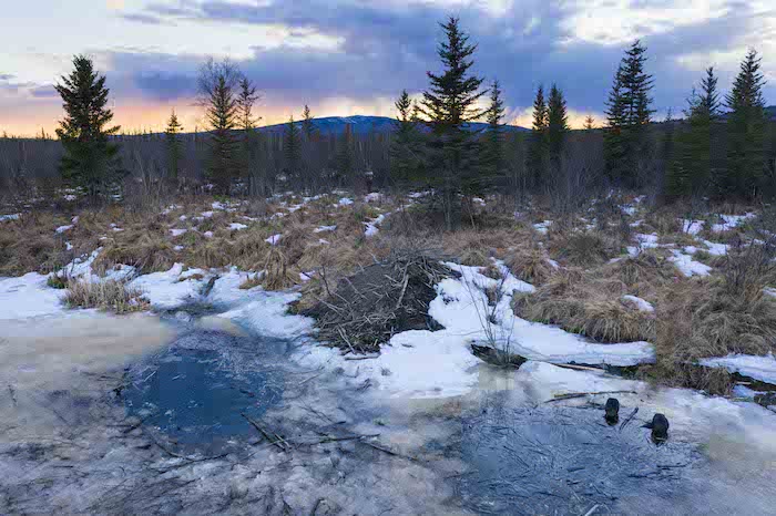 Figure 2. Mom and dad discuss spring cleaning during breakup at a beaver pond near Fairbanks, Alaska. The floating sticks are remnants of the shrub cache that beavers eat during the winter. Photo courtesy of Ken Tape.