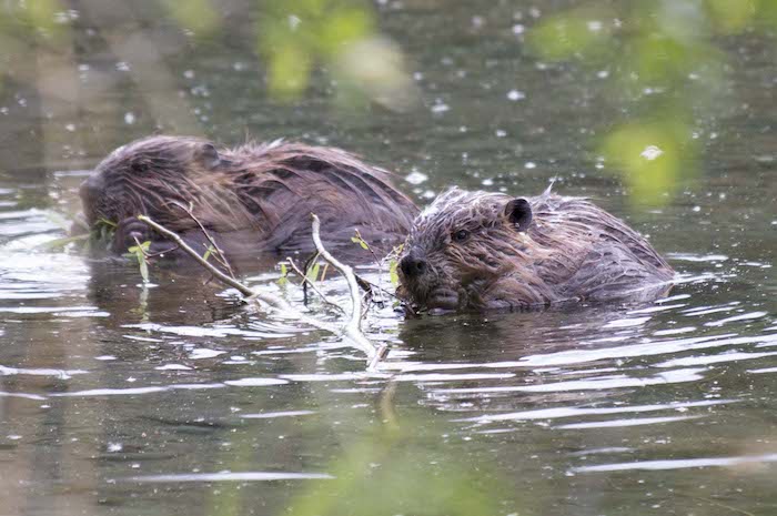 Figure 5. Beavers forage on shrubs at a pond in south-central Alaska. Photo courtesy of Ken Tape.