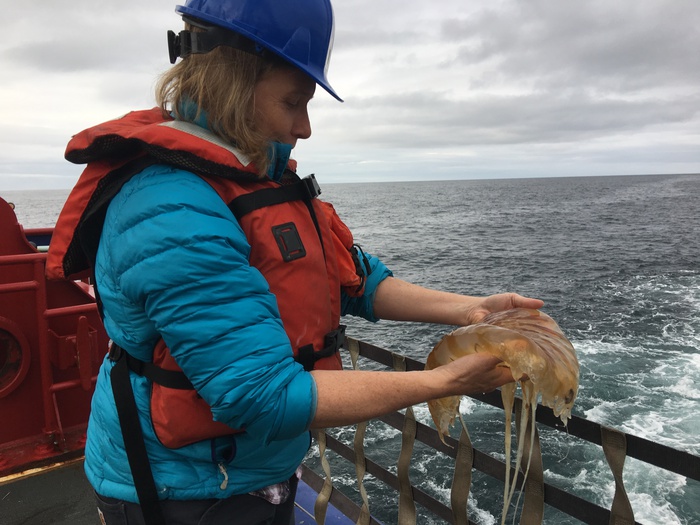 Lisa Seff returns an Arctic jellyfish that was captured in the mid-water trawl net, back to the sea. Aboard the R/V Sikuliaq in the Beaufort Sea. Photo by Lisa Seff (PolarTREC 2017), Courtesy of ARCUS.