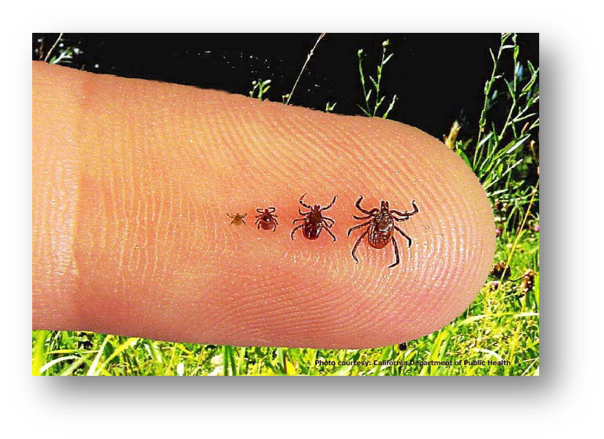Tick stages from left to right, Ixodes scapularis (black-legged tick) larva, nymph, adult male, and adult female. Photo courtesy of the Alaska Division of Environmental Health, State Veterinarian.