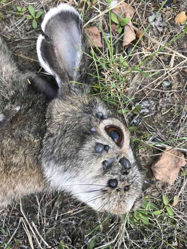 Dead hare infested with ticks, found in Fort Yukon. (left, Photo courtesy of Melinda L. Peter. 