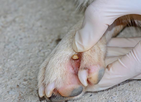 Tick on a dog’s foot. Photo courtesy of Lynne Miller 