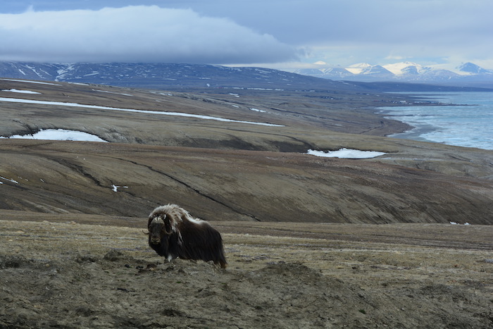 Figure 3. Late June landscape of the Eureka Sound Lowlands on Ellesmere Island, Canada. Musk ox seen in the forefront and the Eureka Weather Station and Sawtooth Mountains seen in the distance. Photo courtesy of Melissa Ward Jones.