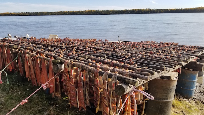 Figure 4: Salmon trying on the banks of the Yukon River in Tanana, Alaska.  Photo courtesy of Amanda Byrd.