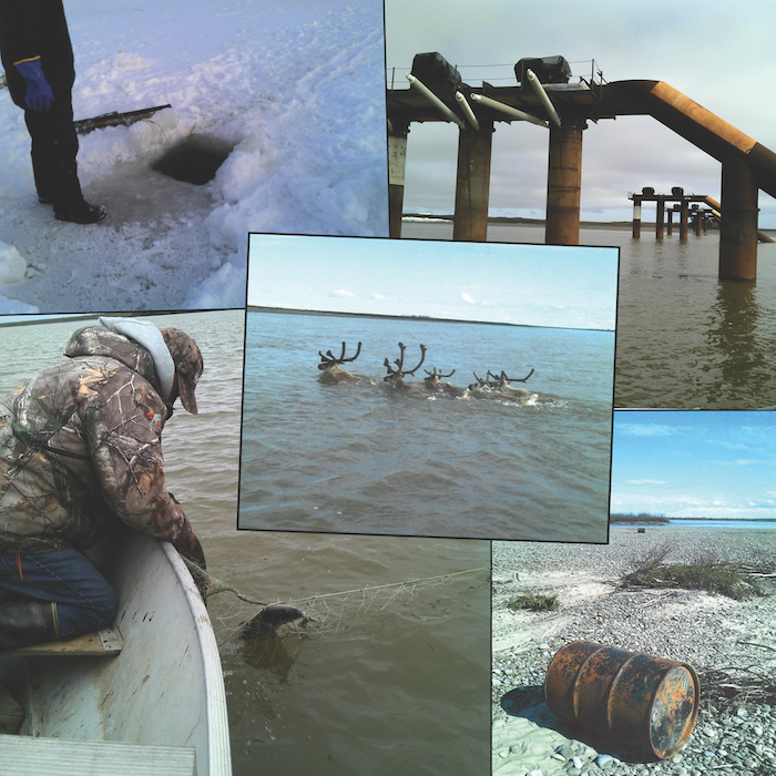 Collage of photos taken by Nuiqsut subsistence harvesters as part of the Northern Test Case community-based monitoring program. Photo credits clockwise from top left, concluding with center photo: Herbert Ipalook Jr., Samuel Kunaknana, Jonah Nukapigak, Clayton Kaigelak, and Clayton Kaigelak.